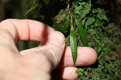 Dendrobium pugioniforme