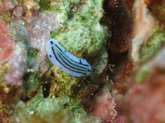 Image of Phyllidiopsis annae