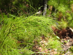 Caustis blakei
