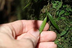 Dendrobium pugioniforme