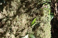 Dendrobium pugioniforme