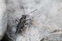 Macrosaldula variabilis