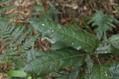 Carronia multisepalea