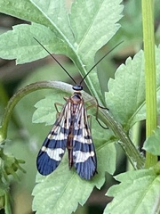 Panorpa japonica