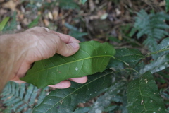 Carronia multisepalea