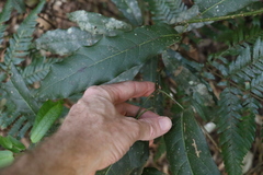 Carronia multisepalea