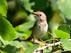 Curruca communis