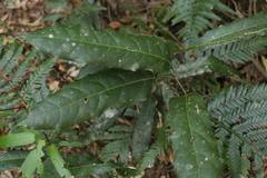 Carronia multisepalea