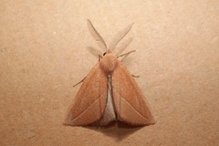 Compsoptera opacaria