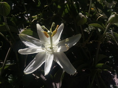 Passiflora peduncularis