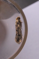 Niditinea fuscella