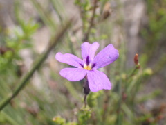 Jamesbrittenia microphylla