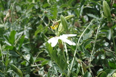 Passiflora peduncularis