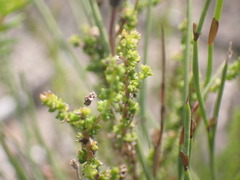 Jamesbrittenia microphylla