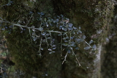Citrus australasica