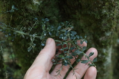 Citrus australasica