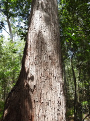 Eucalyptus resinifera