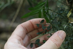 Citrus australasica