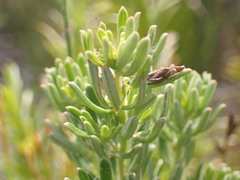 Indigofera sulcata