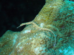 Corythoichthys ocellatus