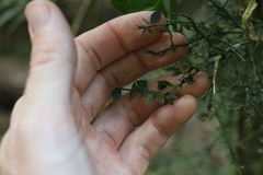 Citrus australasica