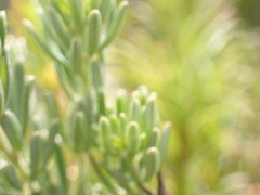 Indigofera sulcata