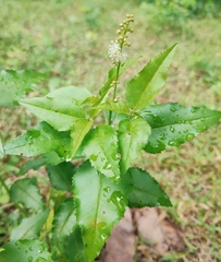 Croton bonplandianus