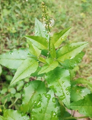 Croton bonplandianus