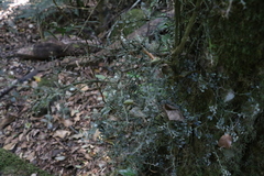 Citrus australasica