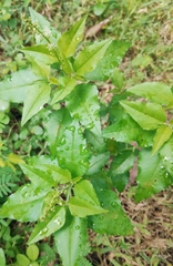 Croton bonplandianus
