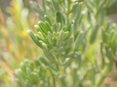Indigofera sulcata