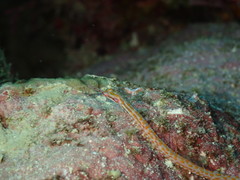 Corythoichthys ocellatus