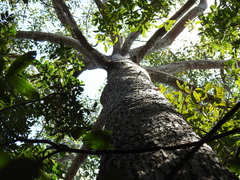 Eucalyptus resinifera