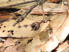 Eucalyptus resinifera