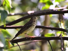 Anthus trivialis