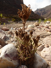 Phacelia pinnatifida