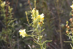 Linaria biebersteinii
