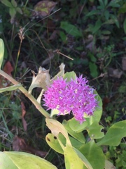 Hylotelephium