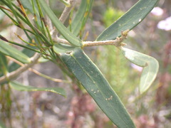 Olea exasperata