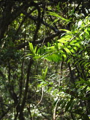 Freycinetia scandens