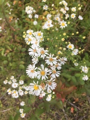 Symphyotrichum