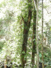 Freycinetia scandens