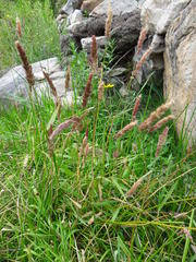 Polypogon interruptus