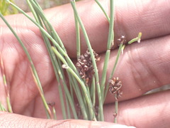Elegia microcarpa