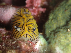 Halgerda willeyi