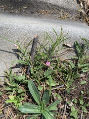 Convolvulus angustissimus