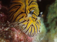 Halgerda willeyi