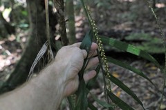 Linospadix monostachyus