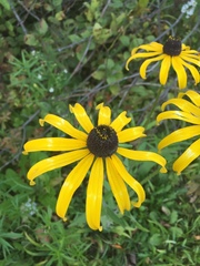 Rudbeckia hirta