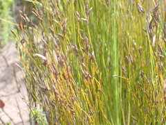 Restio eleocharis